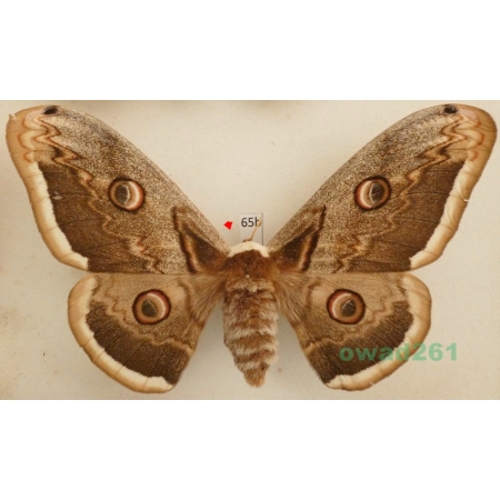 Saturnia pyri (Denis & Schiffermüller, 1775) female Pawica gruszówka Czech 123mm65b